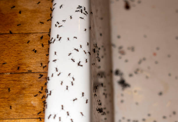 Best Ant Control Services  in Mcloud, OK