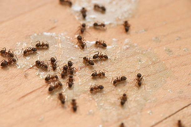 Best Affordable Pest Control Services  in Mcloud, OK