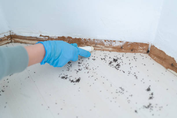 Best Local Pest Control Services  in Mcloud, OK